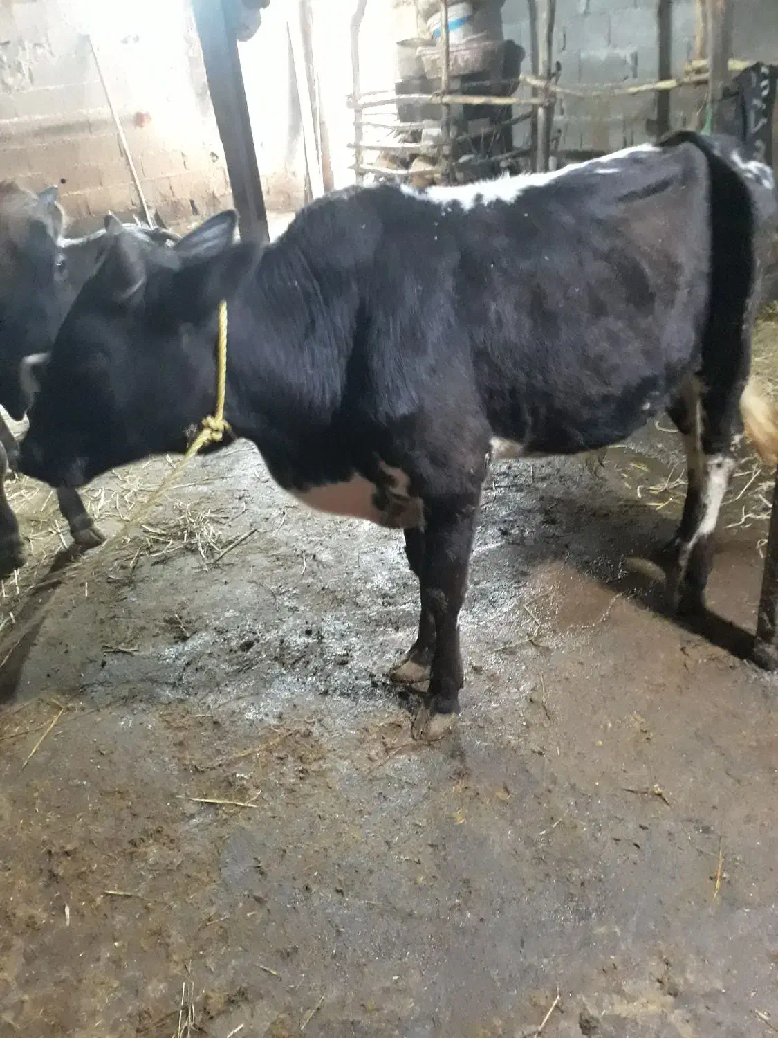 گوساله نر دورگ چالوسی (ورزاکوله) کوچصفهان (گاو نر)|حیوانات مزرعه|رشت, جانبازان|دیوار