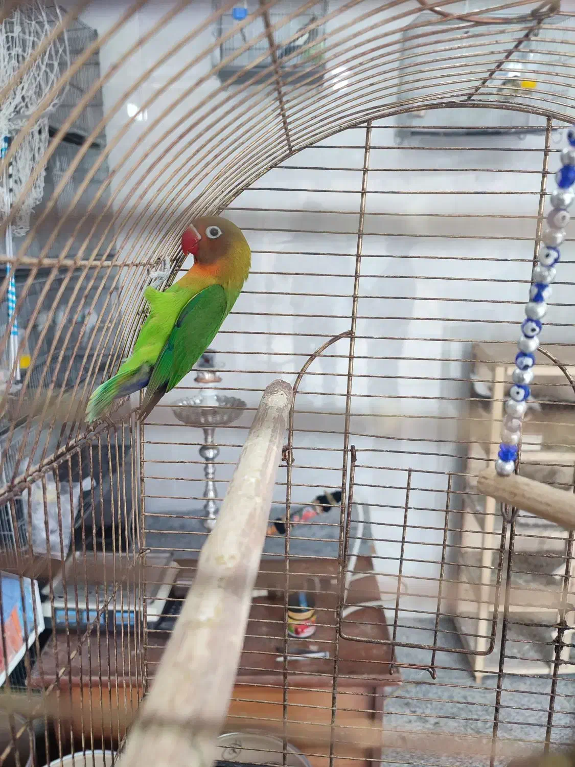 طوطی برزیلی|پرنده|رباط‌کریم, رباط‌کریم|دیوار