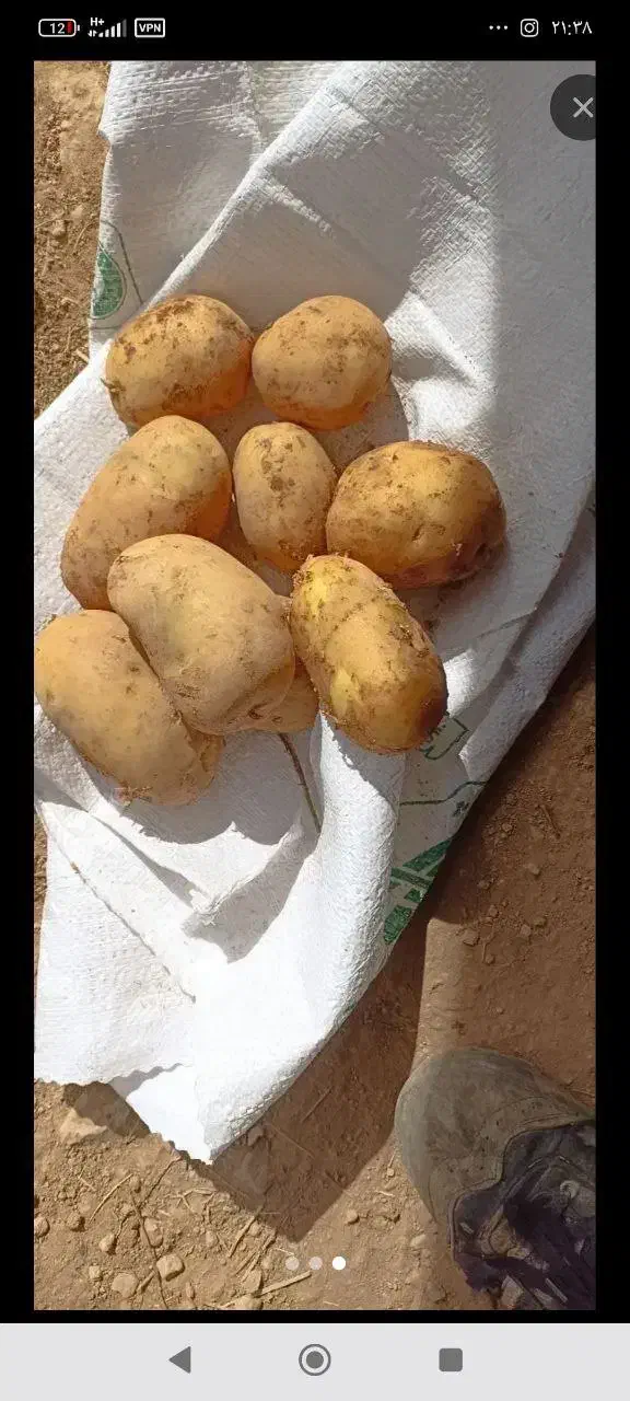 بذر سیب زمینی جلی کیفیت بالا مدل 1402 همدان|عمدهفروشی|سراب, |دیوار