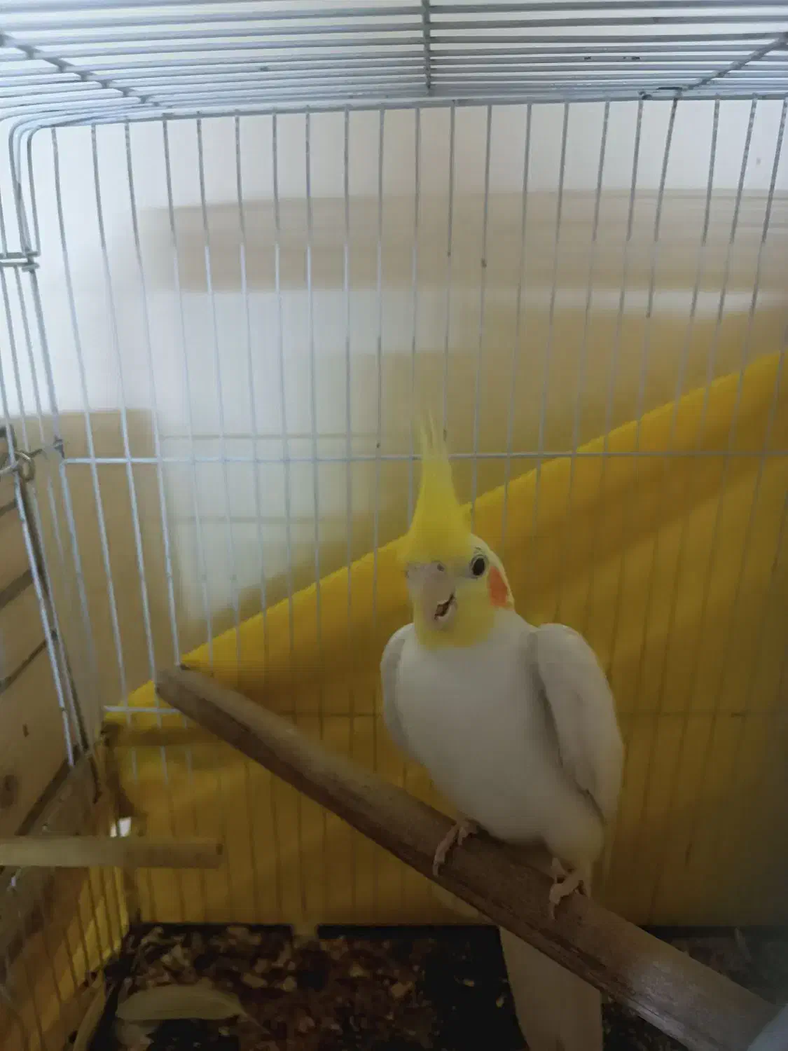 عروس هلندی نر قیمت 800 برای مشتری تخفیفم داره|پرنده|بجنورد, |دیوار