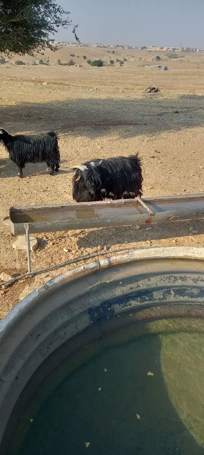 ۵ عدد بز ۱ تیشتر نر|حیوانات مزرعه|لالی, |دیوار