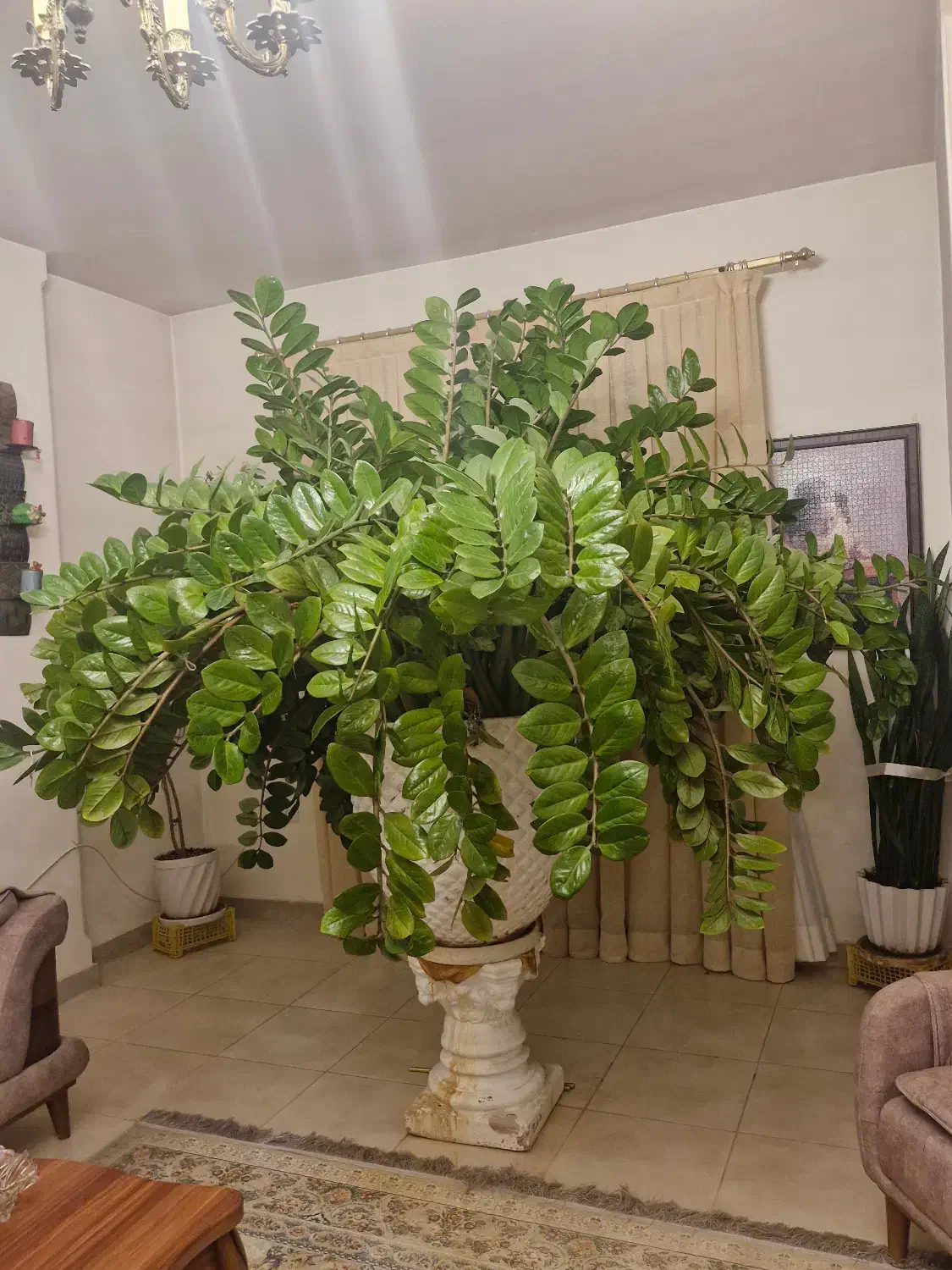 گلدان|گل و گیاه طبیعی|کاشان, فاز ۱ ناجی آباد|دیوار