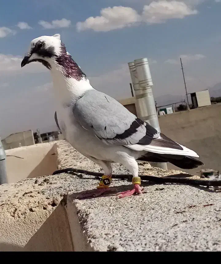 کفتر تیدی|پرنده|بمپور, |دیوار