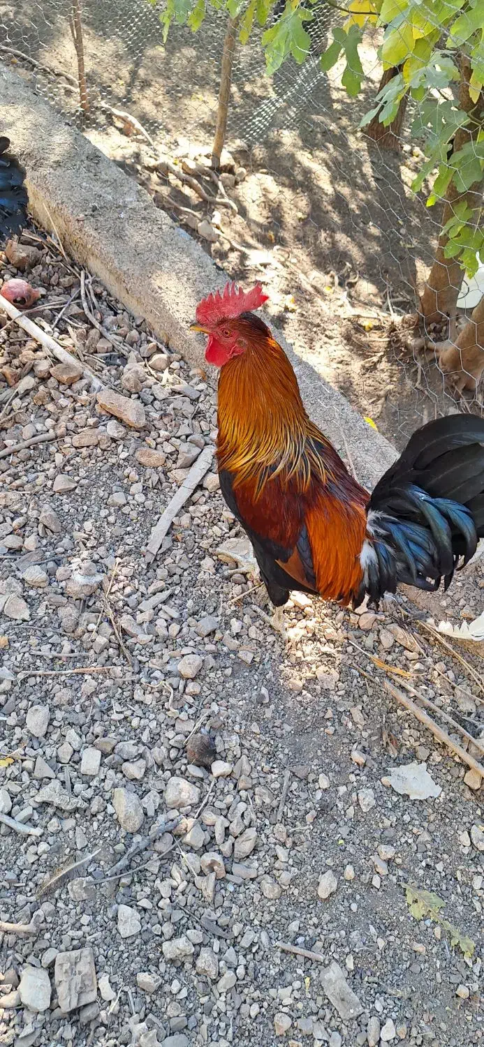 تخم مرغ نطفه دار|حیوانات مزرعه|پاوه, |دیوار