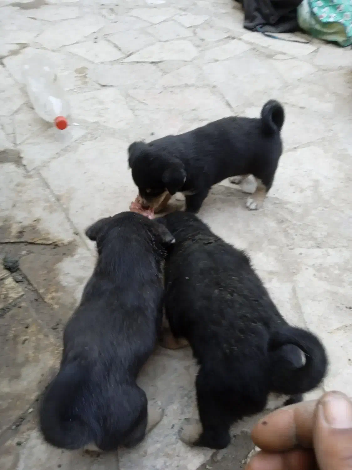 سگ پاپی نگهبان|سگ|مشهد, میان ولایت|دیوار