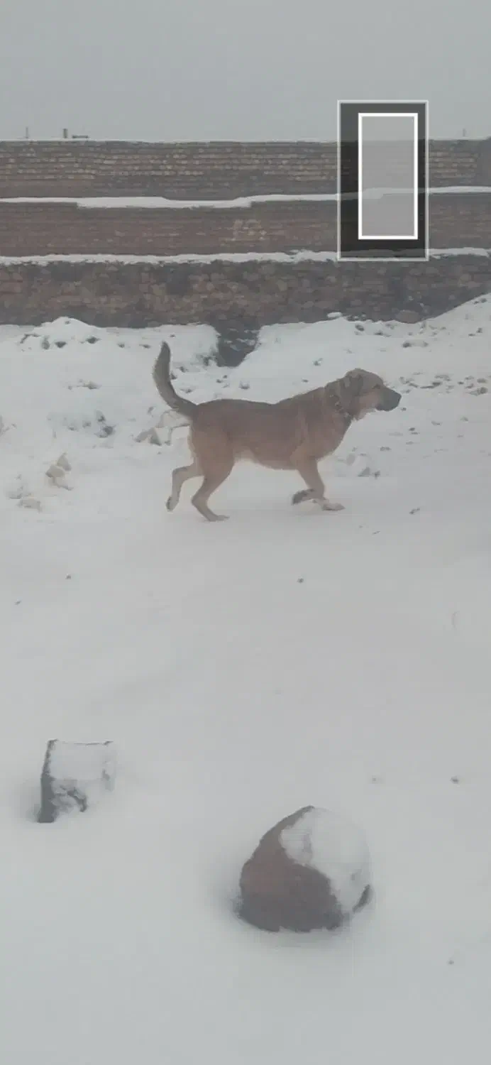 توله یک ساله|سگ|تربت جام, میان جام|دیوار