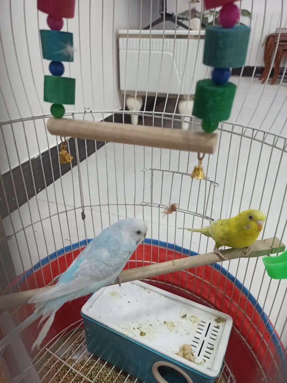 مرغ عشق|پرنده|سیرجان, |دیوار