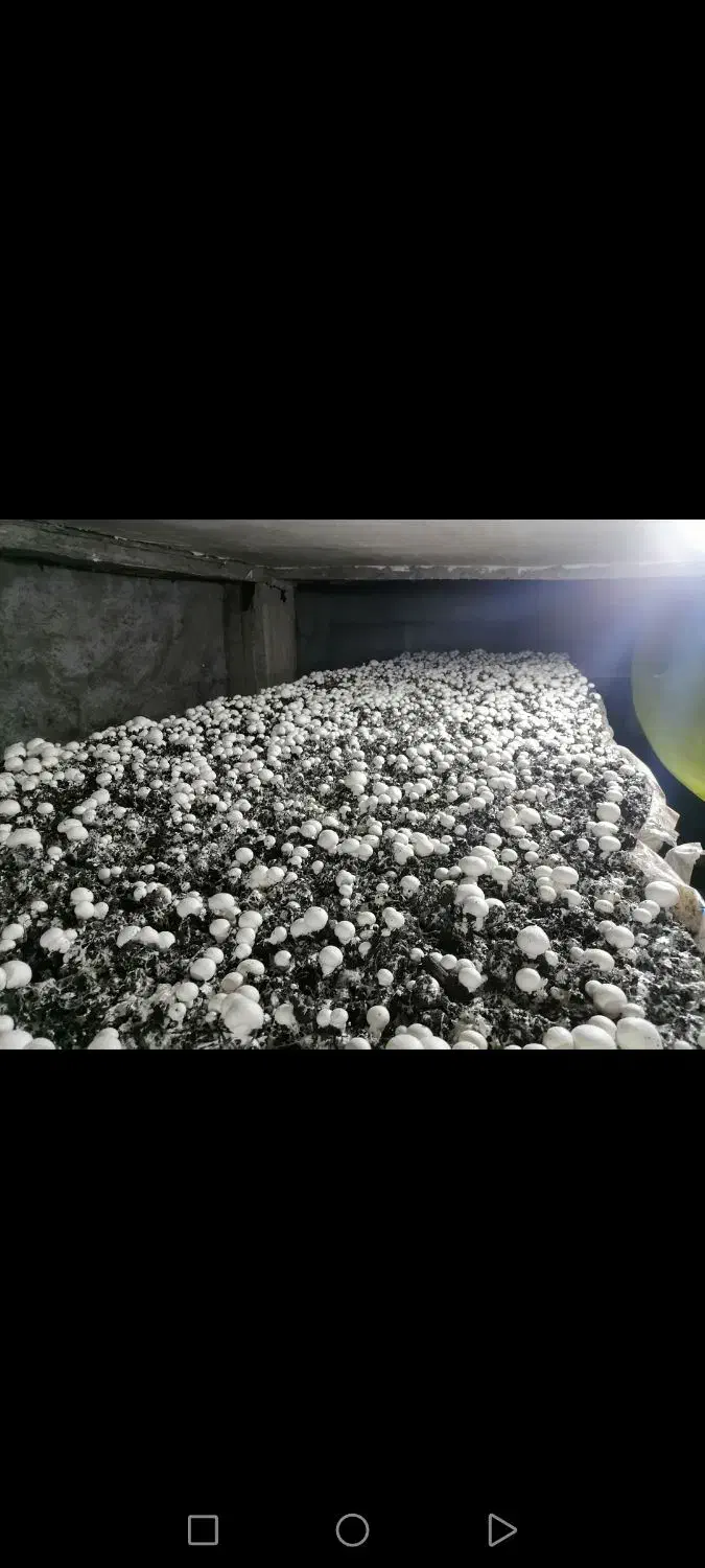 کارگر پرورش قارچ خانواده|استخدام صنعتی، فنی، مهندسی|سرخنکلاته, |دیوار