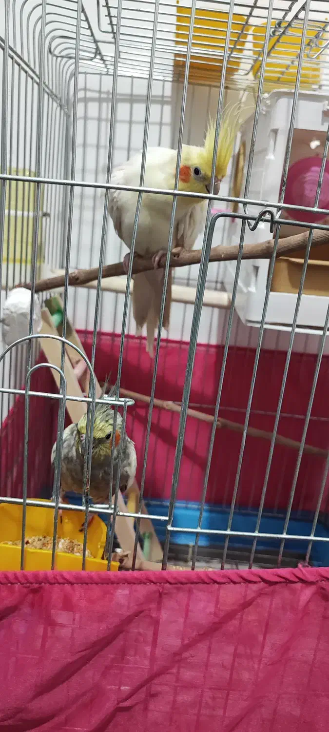 عروس هلندی نر و ماده کاملا سالم سر حال|پرنده|مریوان, |دیوار