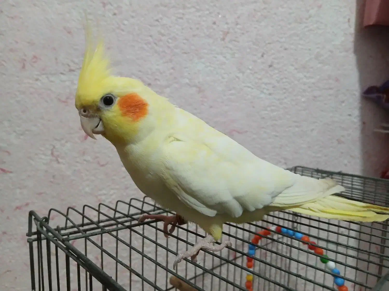 عروس هلندی ماده ۱۱ ماهه به شدت دستی|پرنده|کنارک, |دیوار