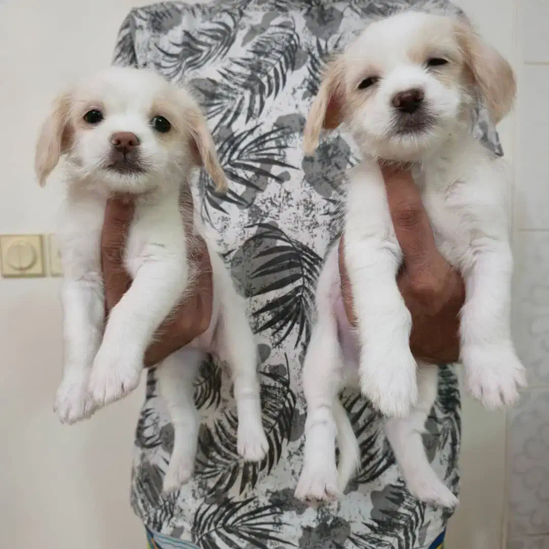 توله اشپیتز و شیتزوکراس|سگ|شیراز, پودنک|دیوار