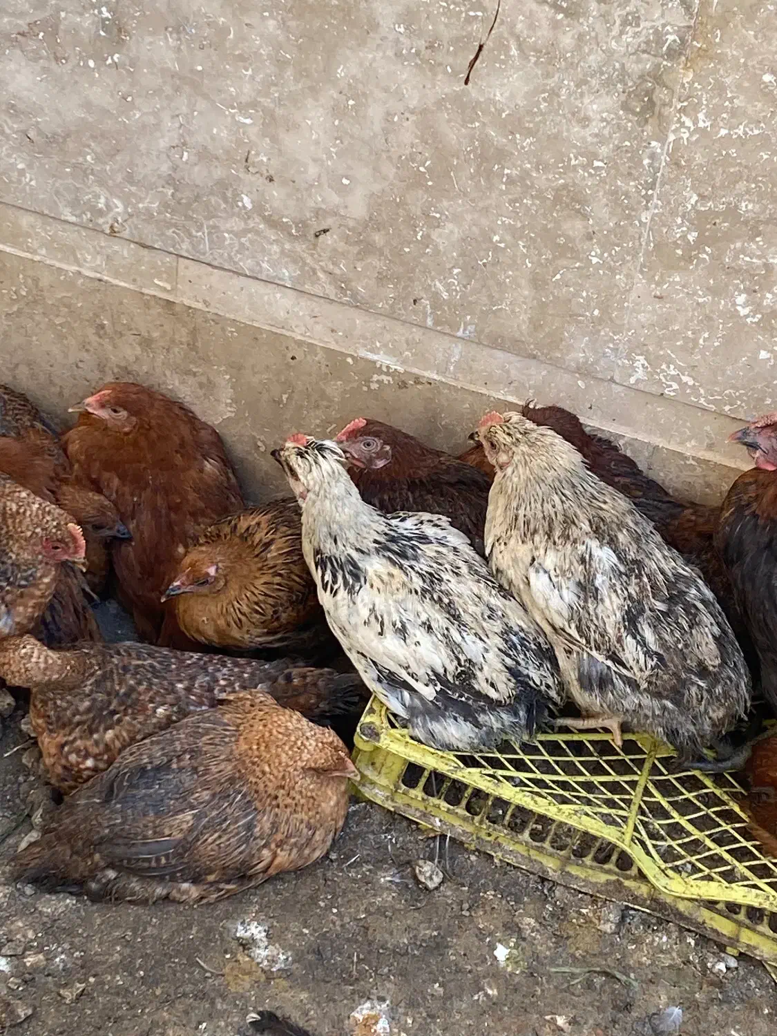 فروش مرغ و خروس نیمچه|حیوانات مزرعه|چالوس, |دیوار