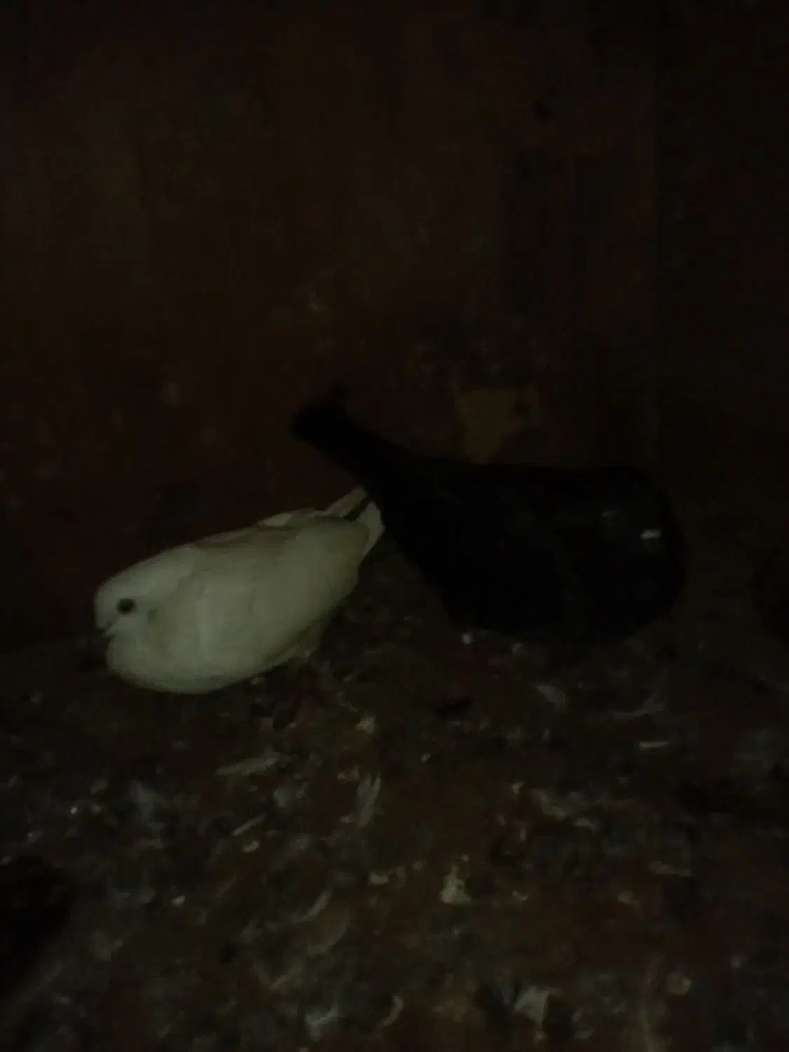 پنج عدد کبوتر آس|پرنده|لنگرود, |دیوار