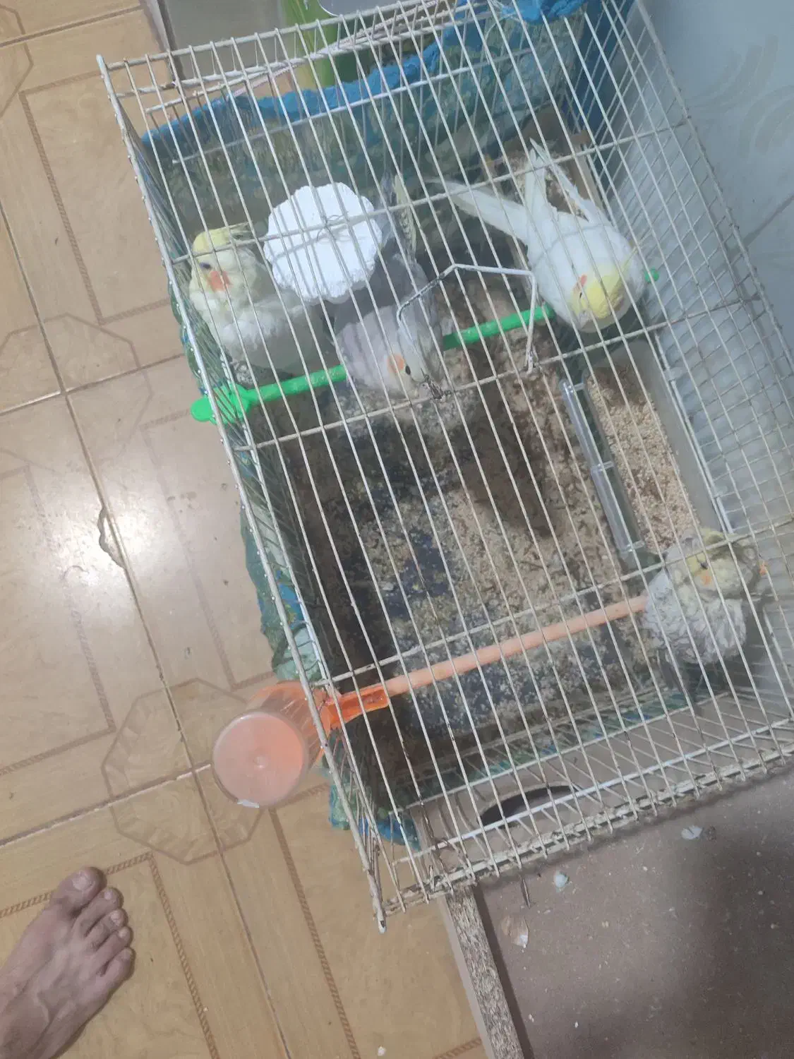 پرنده عروس هلندی|پرنده|مشهد, امیرآباد|دیوار