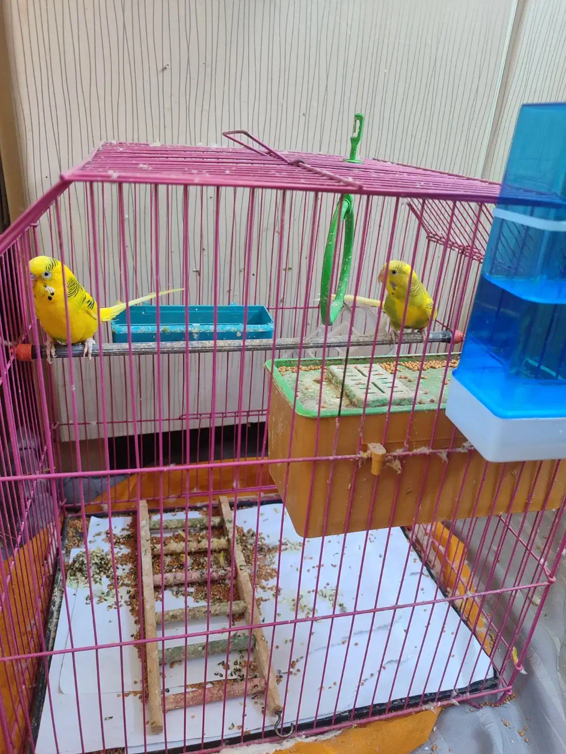 مرغ عشق|پرنده|گرگان, |دیوار