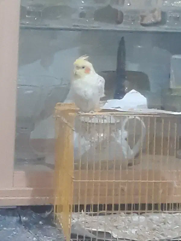 عروس هلندی|پرنده|درمیان, |دیوار