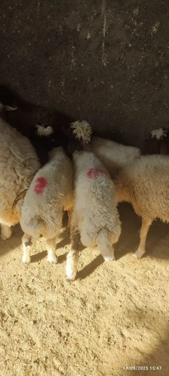 سوپر گوشت وقصابی کاور وشک پروار ترجگ کبابی چاق|خوردنی و آشامیدنی|سیوان, |دیوار