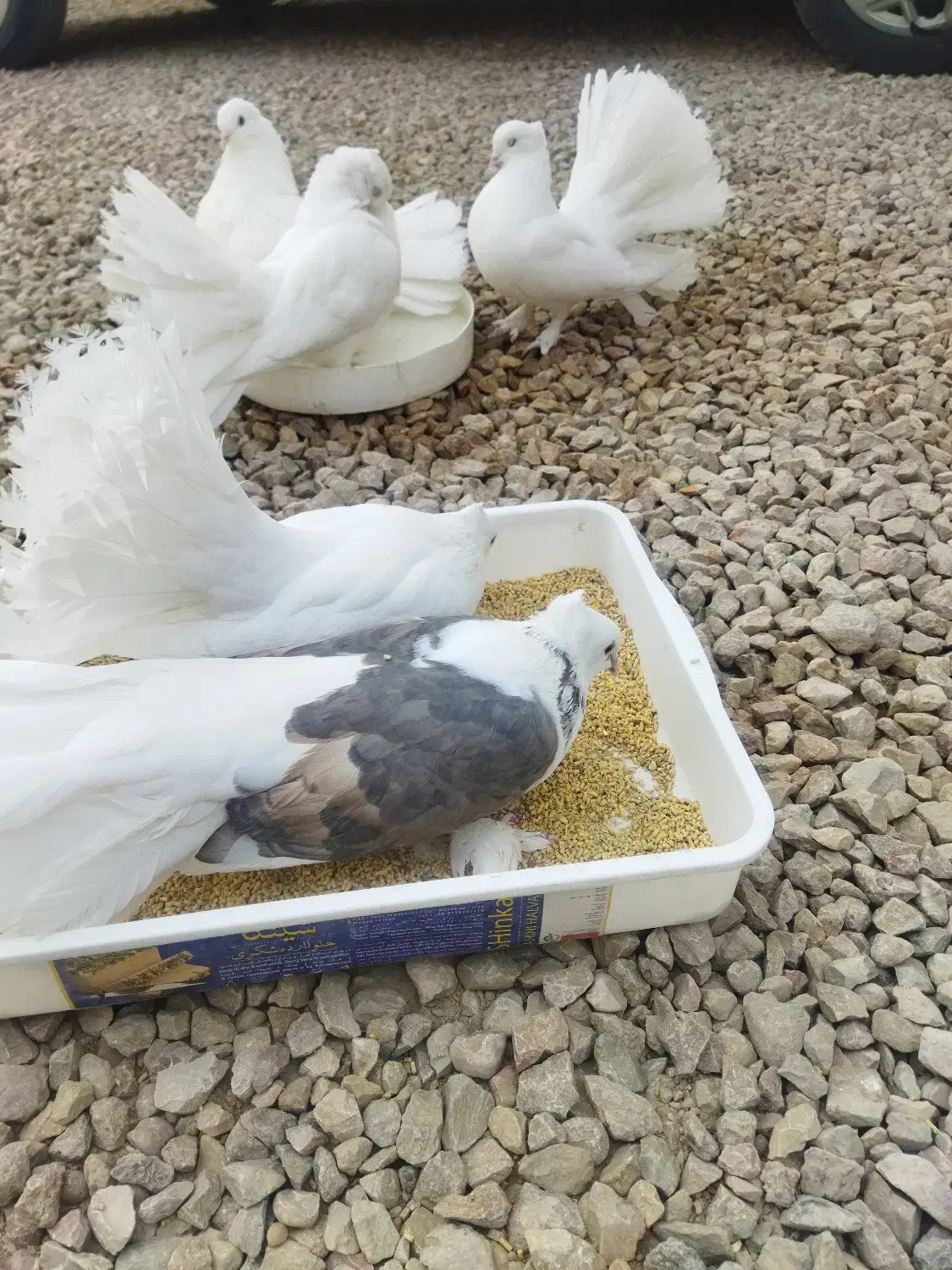 دم چتری|پرنده|ایزدخواست, |دیوار