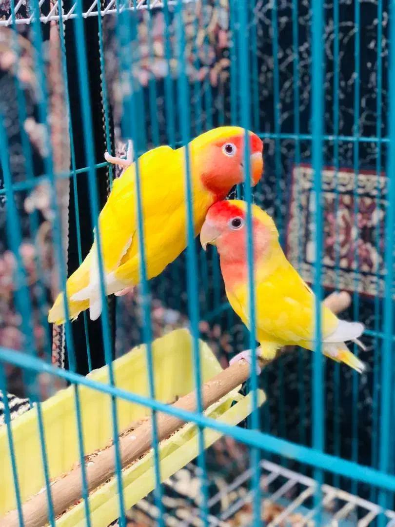 طوطی برزیلی|پرنده|اهواز, پردیس|دیوار