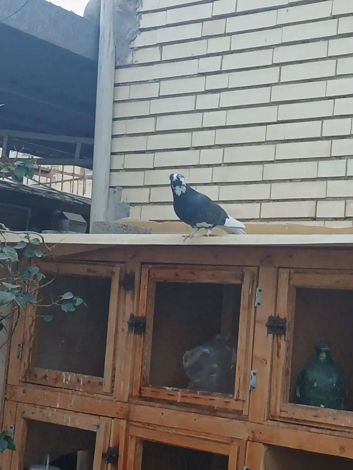 کبوترنرکشکلک. گم کردم. پریروز|حیوانات|یزد, |دیوار