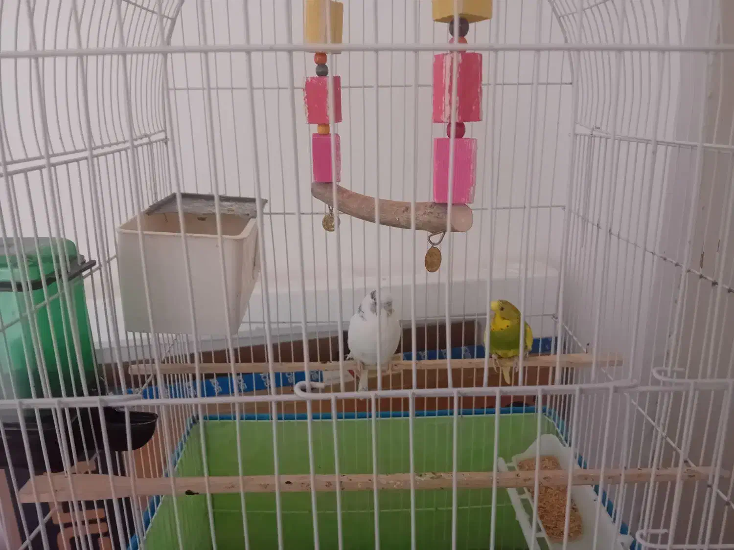 دوعدد مرغ عشق ماده به همراه قفس|پرنده|گرمسار, |دیوار