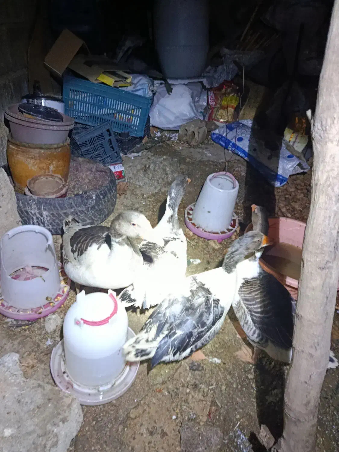 غاز ومرغ|حیوانات مزرعه|یاسوج, |دیوار