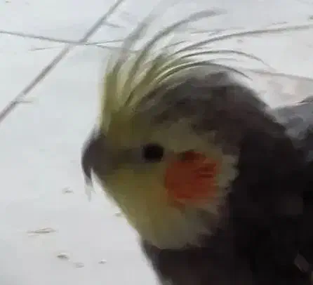 عروس هلندی|پرنده|جوین, |دیوار