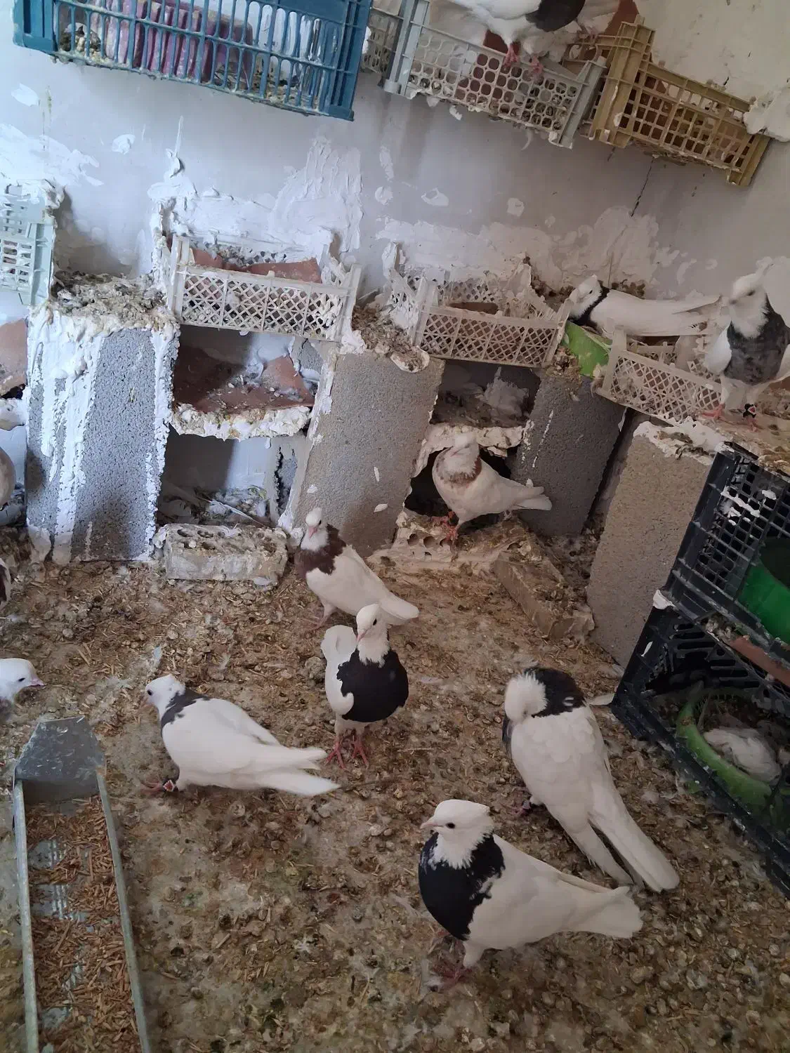 طوقی|پرنده|باغ ملک, |دیوار