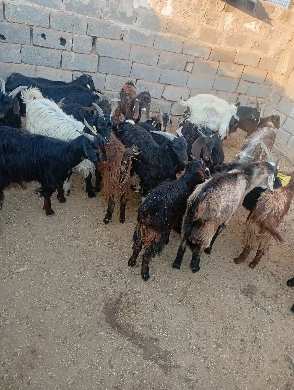 بزغاله|حیوانات مزرعه|زرندیه, |دیوار