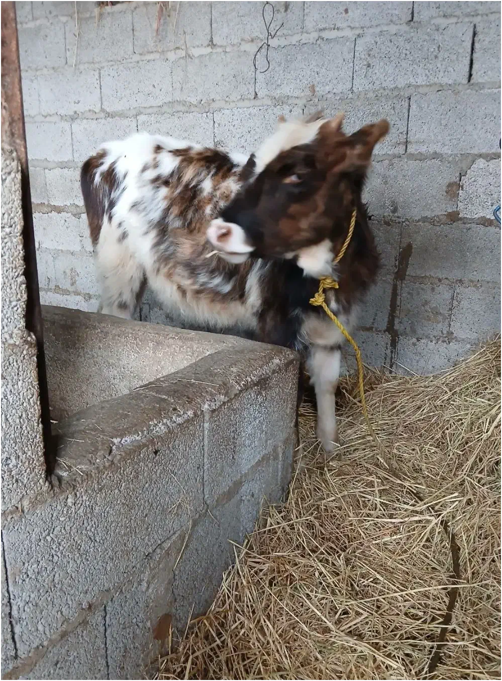 لیشه دورگه چالوسی|حیوانات مزرعه|تولم شهر, |دیوار