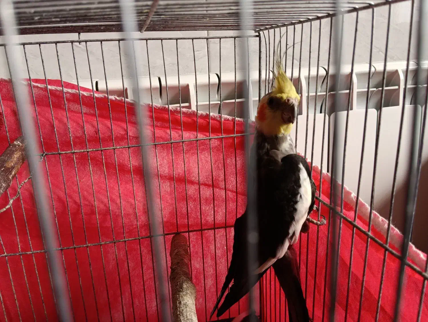 عروس هلندی|پرنده|دامغان, |دیوار