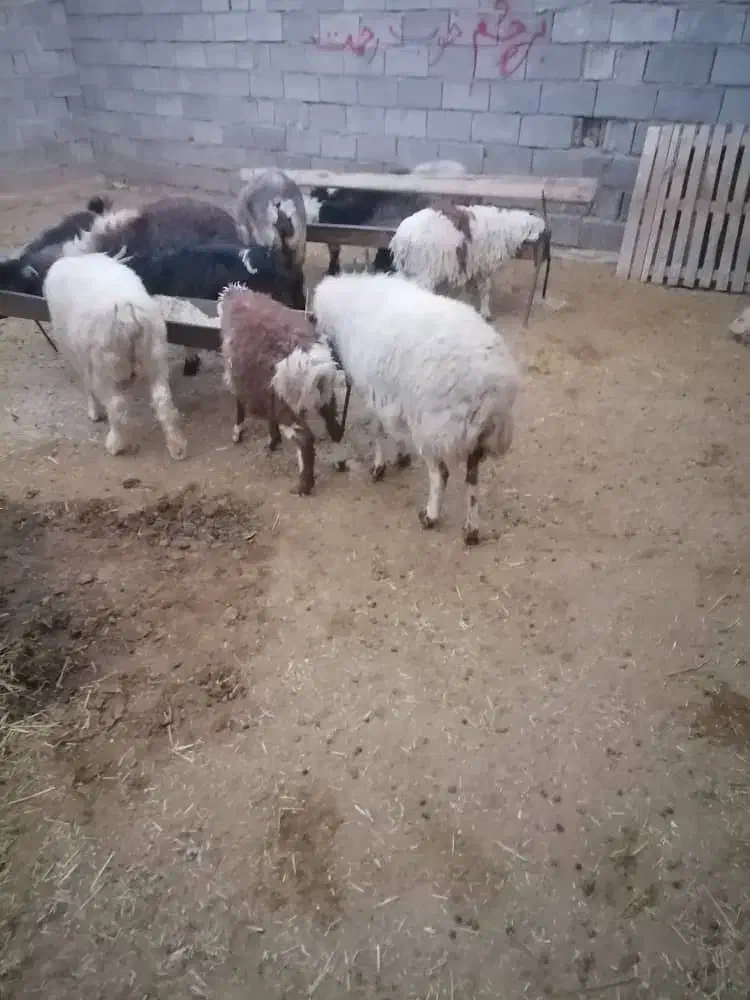 کوهه شیشک چاق|حیوانات مزرعه|زرقان, |دیوار