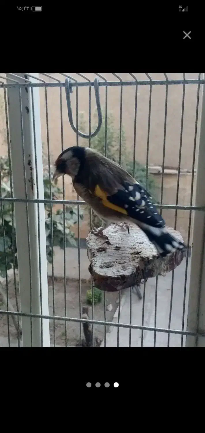 سهره خوش صدا، محمدشهر|پرنده|محمدشهر, ولدآباد|دیوار