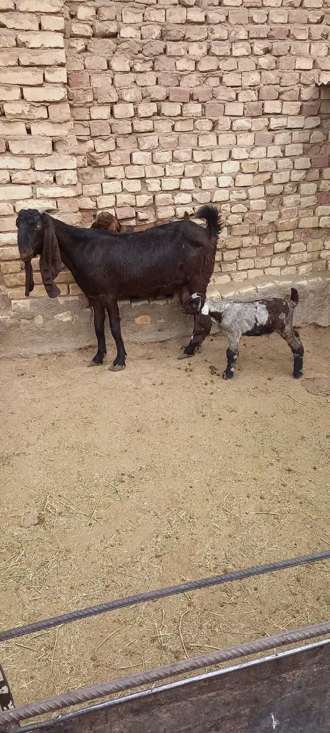 بز پاکستانی زاییده|حیوانات مزرعه|یزد, |دیوار