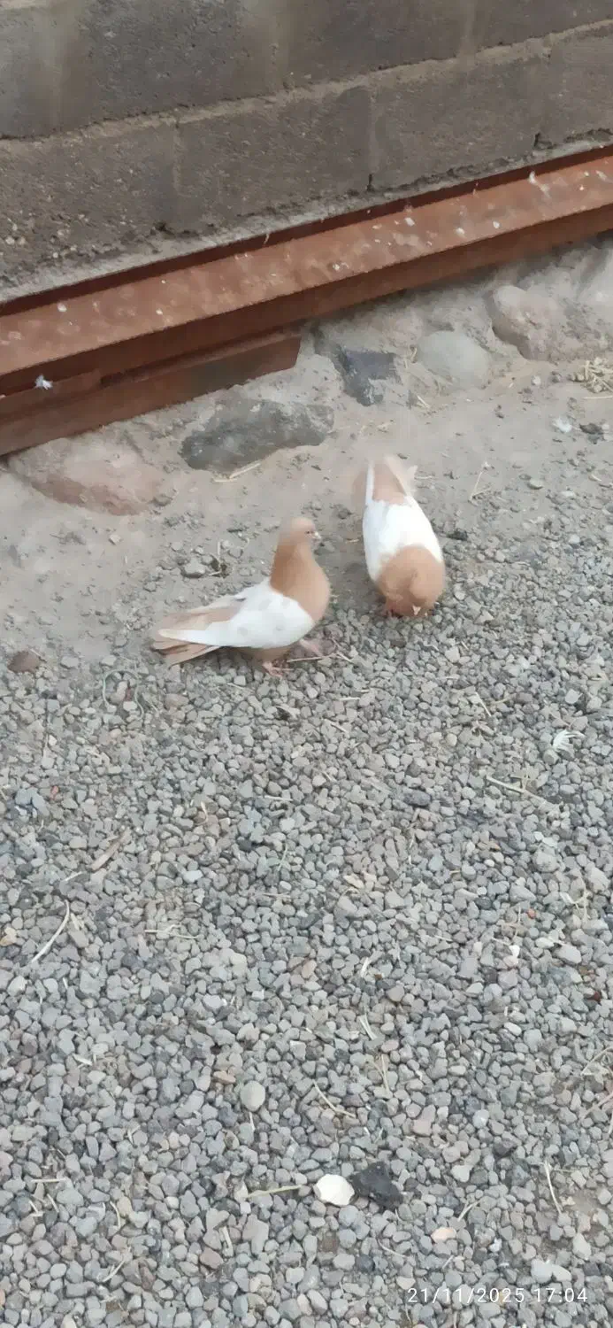 یک جفت سینه زرد.|پرنده|ایلخچی, |دیوار