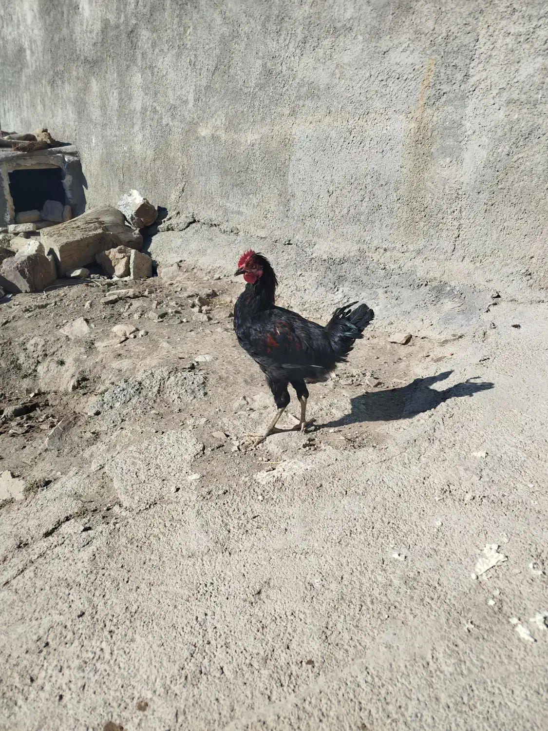 خروس گلین و خروس محلی معاوضه با جوجه بوقلمون|پرنده|دهگلان, |دیوار