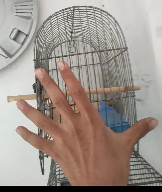 قفس سهره|لوازم جانبی حیوانات|بروجرد, |دیوار