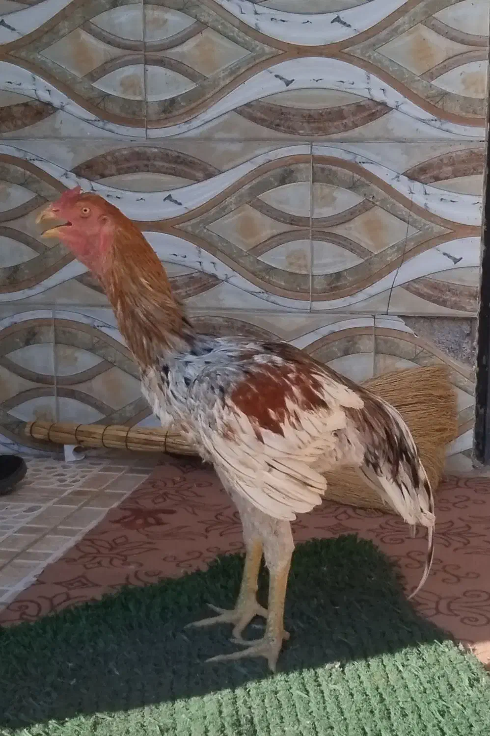 خروس لاری|حیوانات مزرعه|انبارآلوم, |دیوار