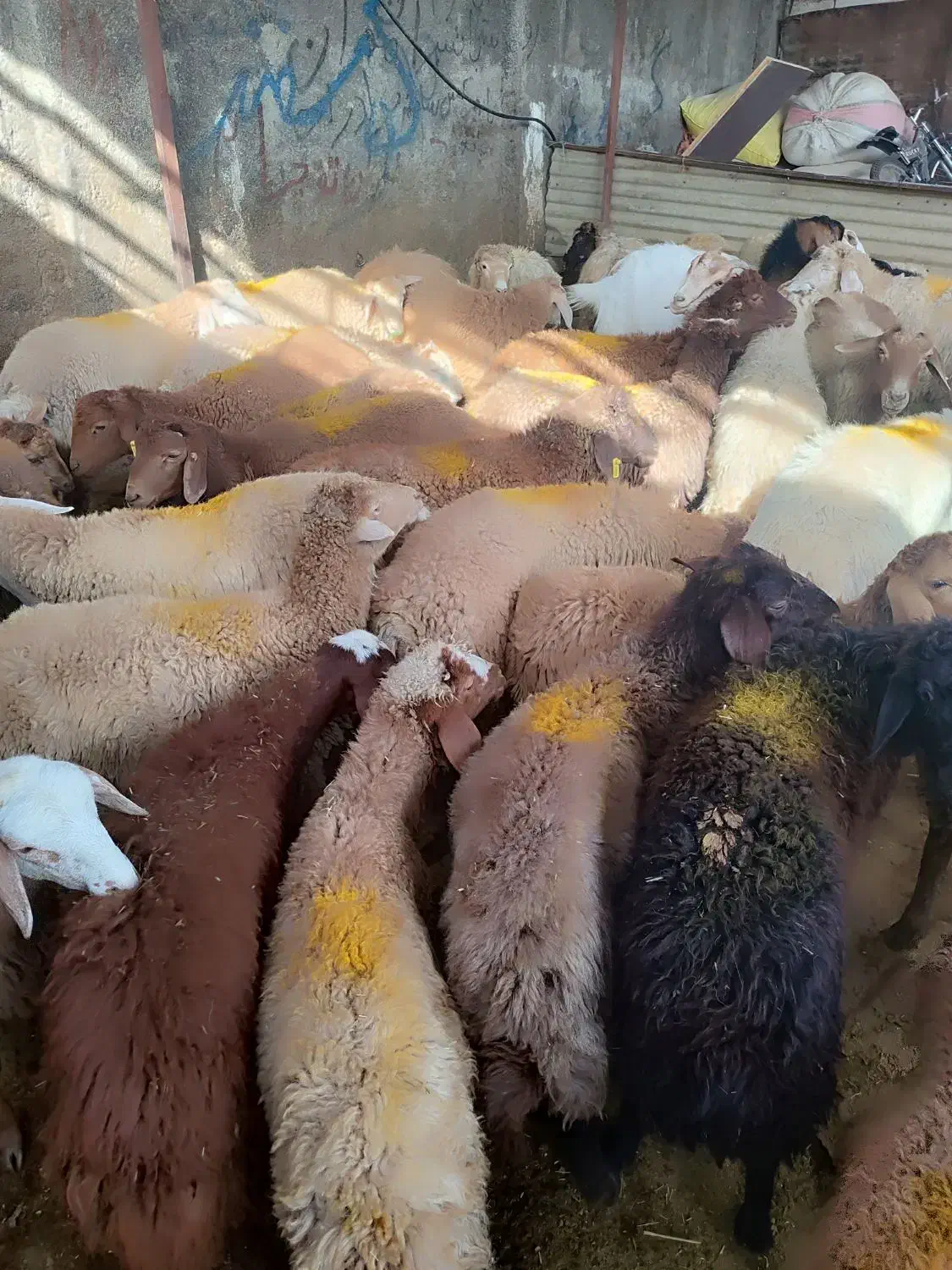 گوسفند زنده .رباط کریم .نسیم‌شهر ..پرندگلستان|حیوانات مزرعه|رباط‌کریم, رباط‌کریم|دیوار