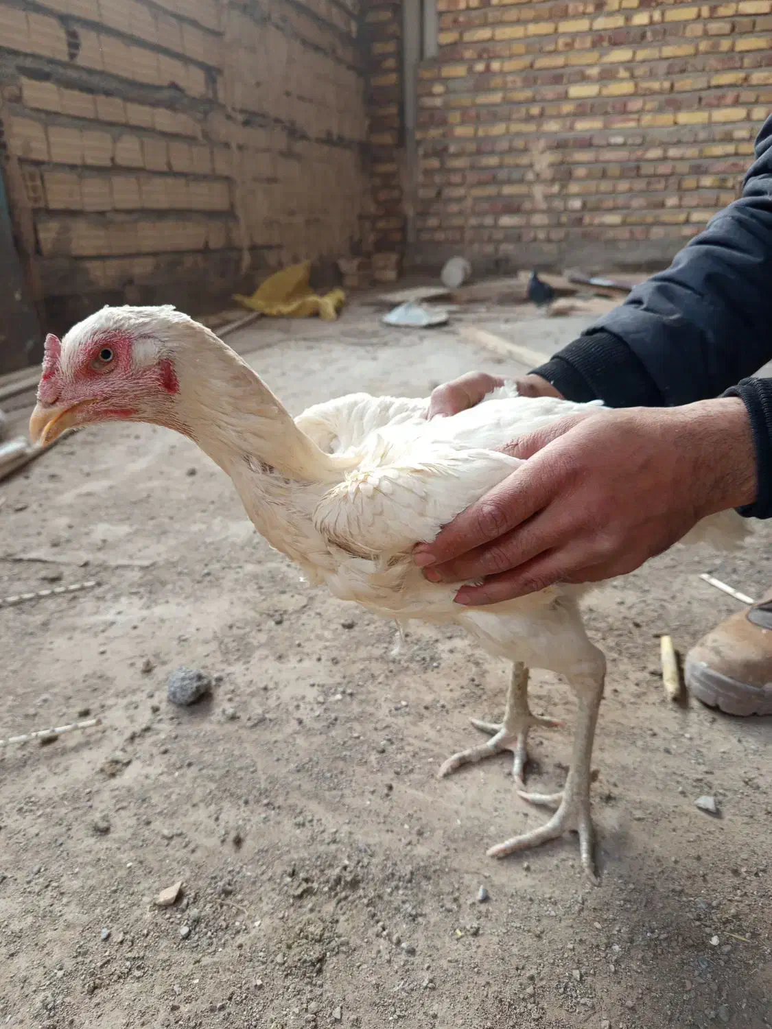 مرغ لاری|حیوانات مزرعه|تربت جام, جامرود|دیوار