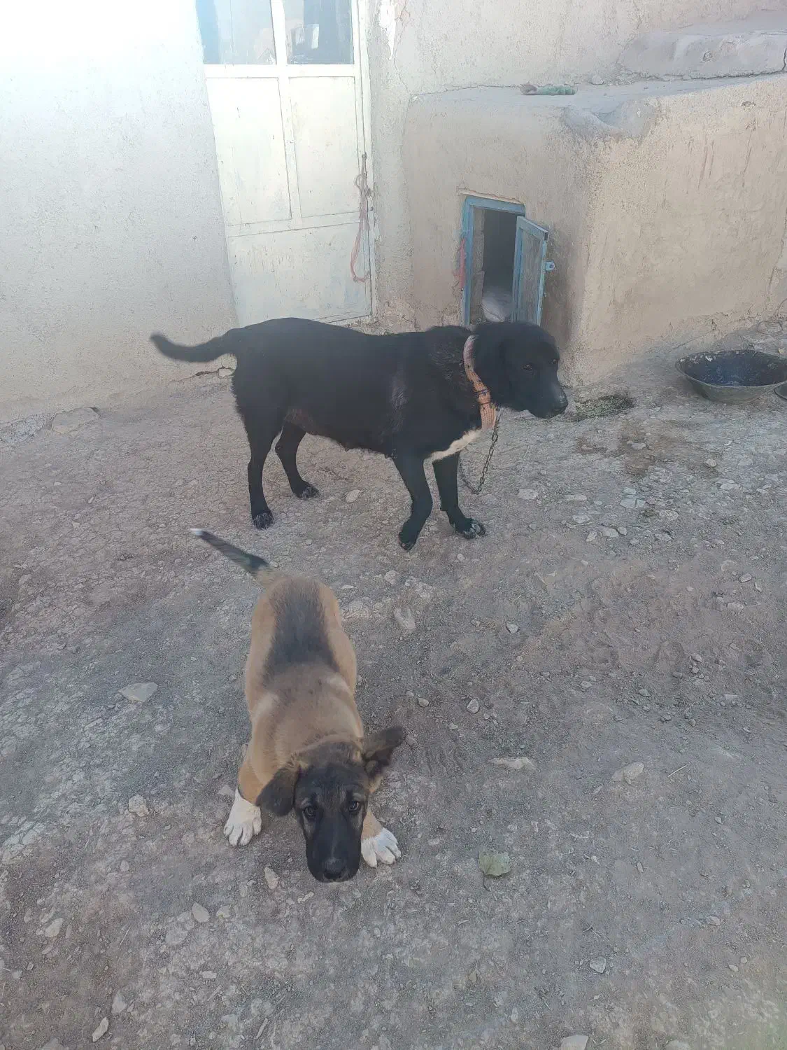 سگ ماده|سگ|سردرود, |دیوار