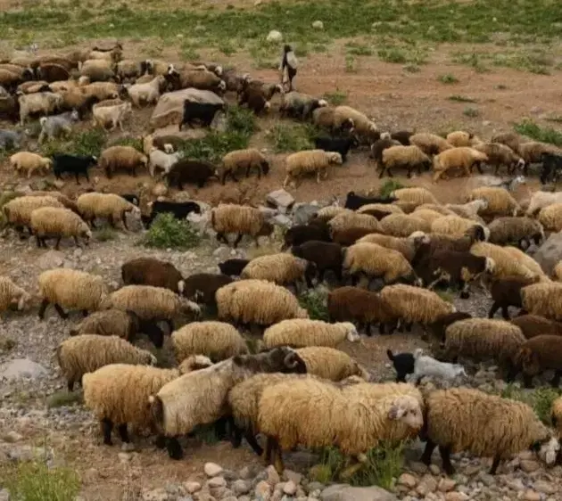 گوسفند زنده حضوری وغیر حضوری ارسال رایگان|حیوانات مزرعه|تهران, ازگل|دیوار
