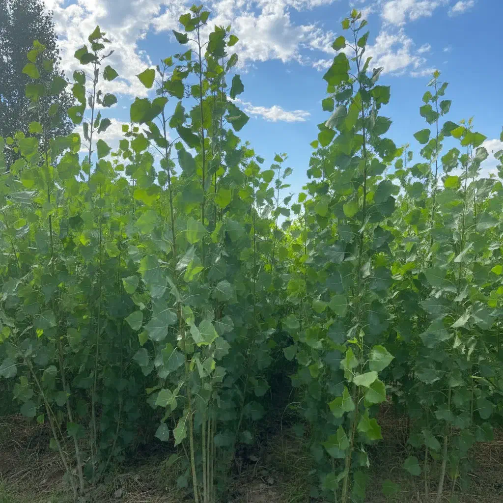 نهال صنوبر با شرایط استثنایی|خدمات باغبانی و درختکاری|سنندج, |دیوار