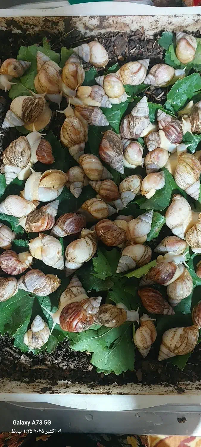 فروش حلزون|خزنده|یاسوج, |دیوار