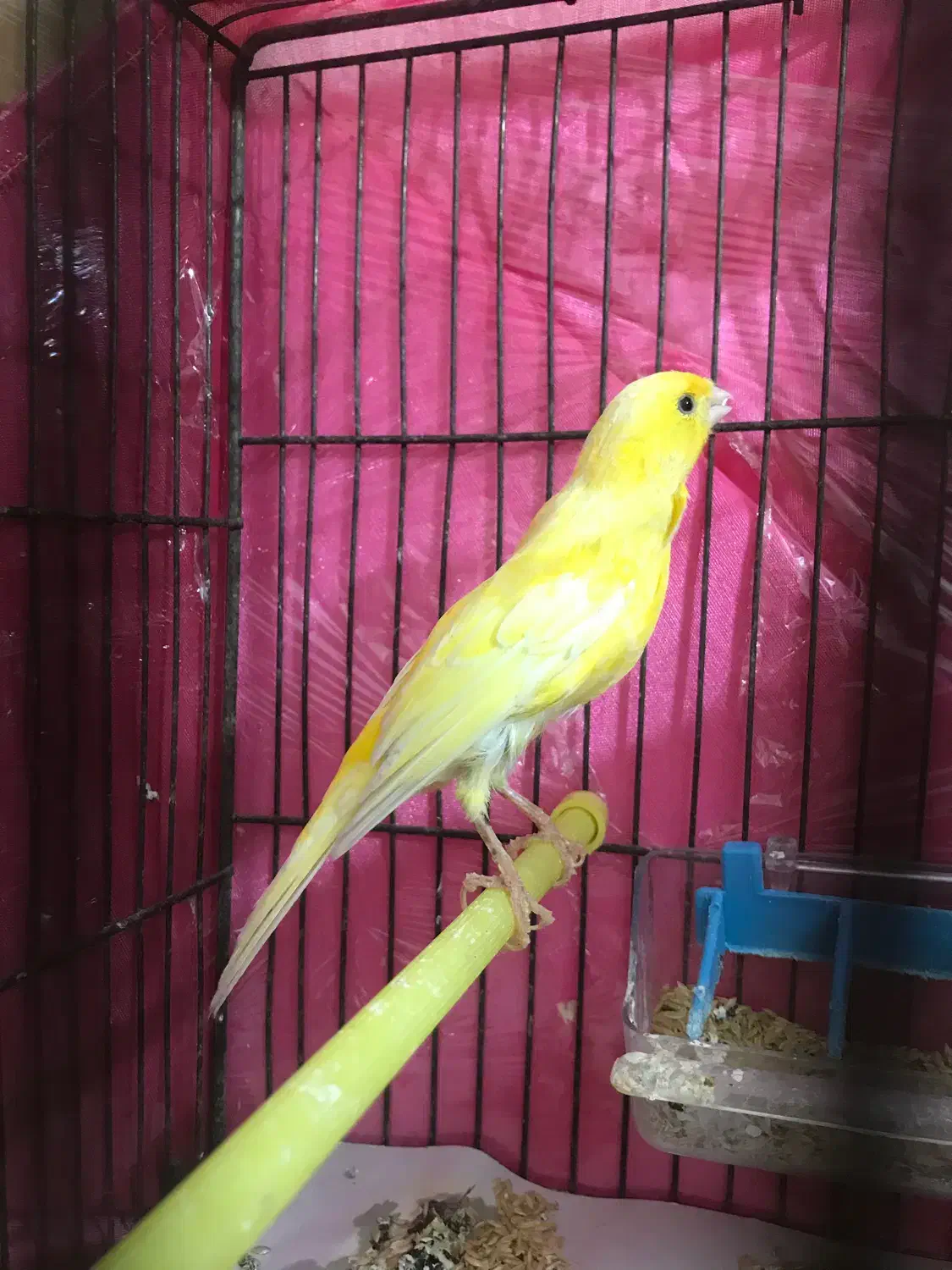 قناری طلایی نر|پرنده|اردبیل, |دیوار