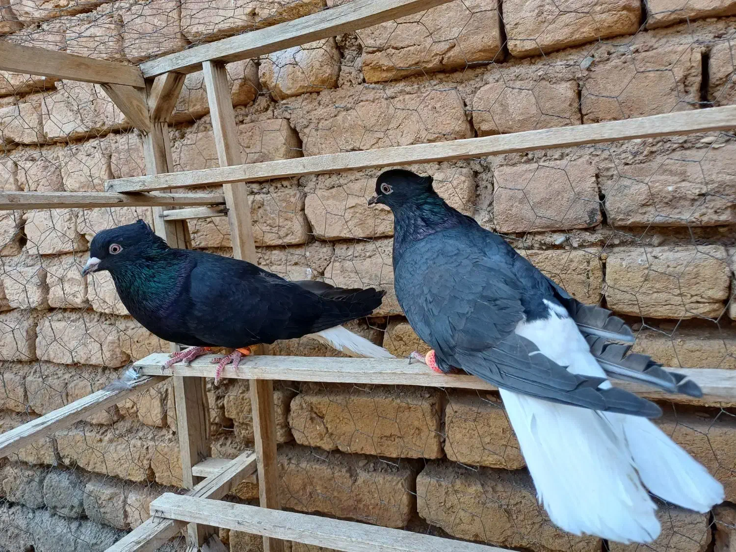 کبوتر ۳جفت زیل دمسفید|پرنده|تاکستان, |دیوار