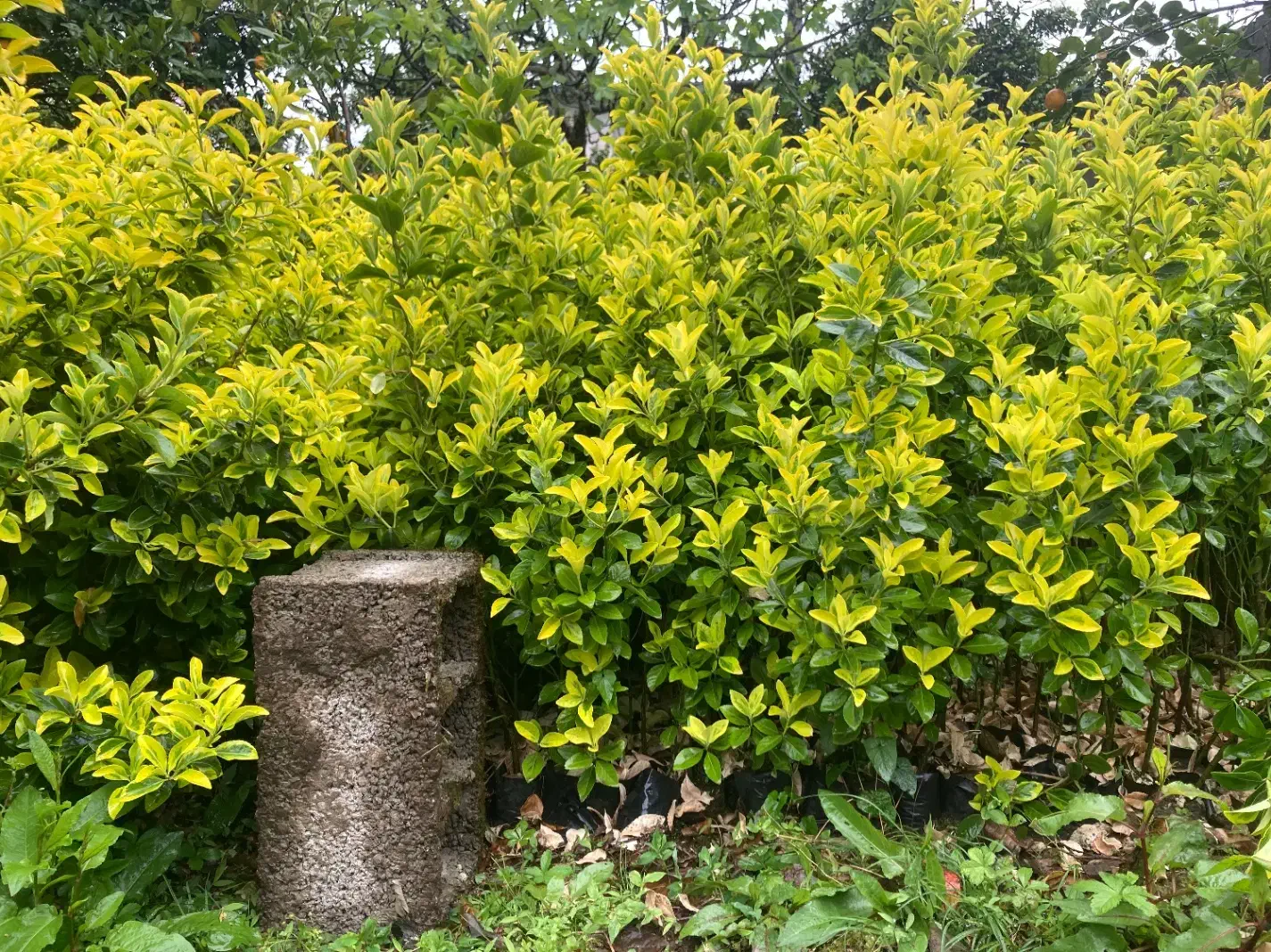 شمشاد نایلکسی و زمینی با ارتفاع ۱متر بصورت عمده|گل و گیاه طبیعی|رشت, دیلمان|دیوار