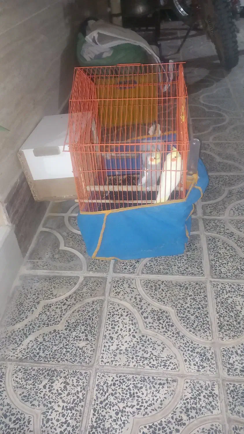 عروس هلندی مولد|پرنده|آبدانان, |دیوار