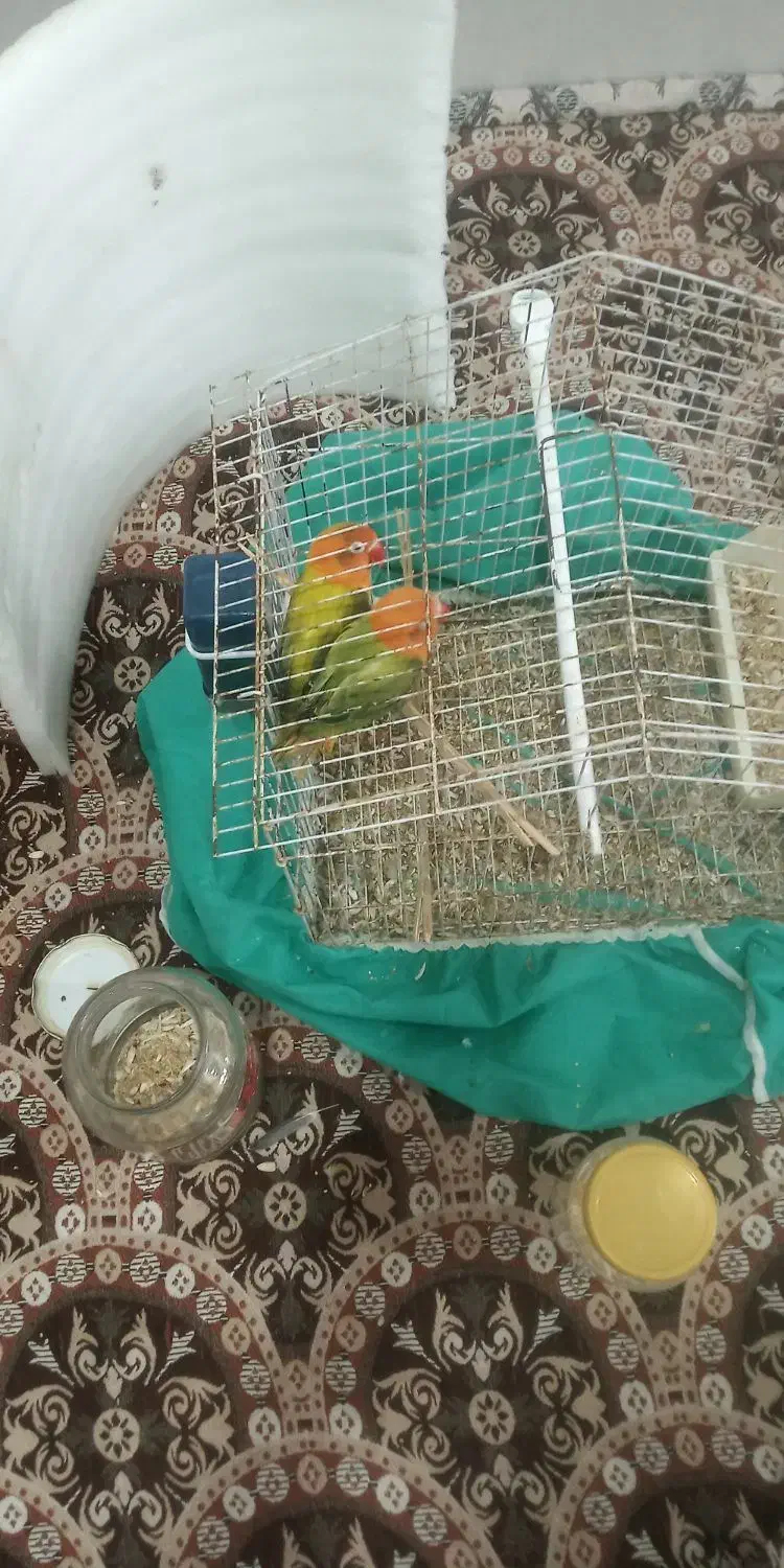 یه جفت طوطی برزیلی یوینگ گولد ۱ساله|پرنده|باوی, |دیوار