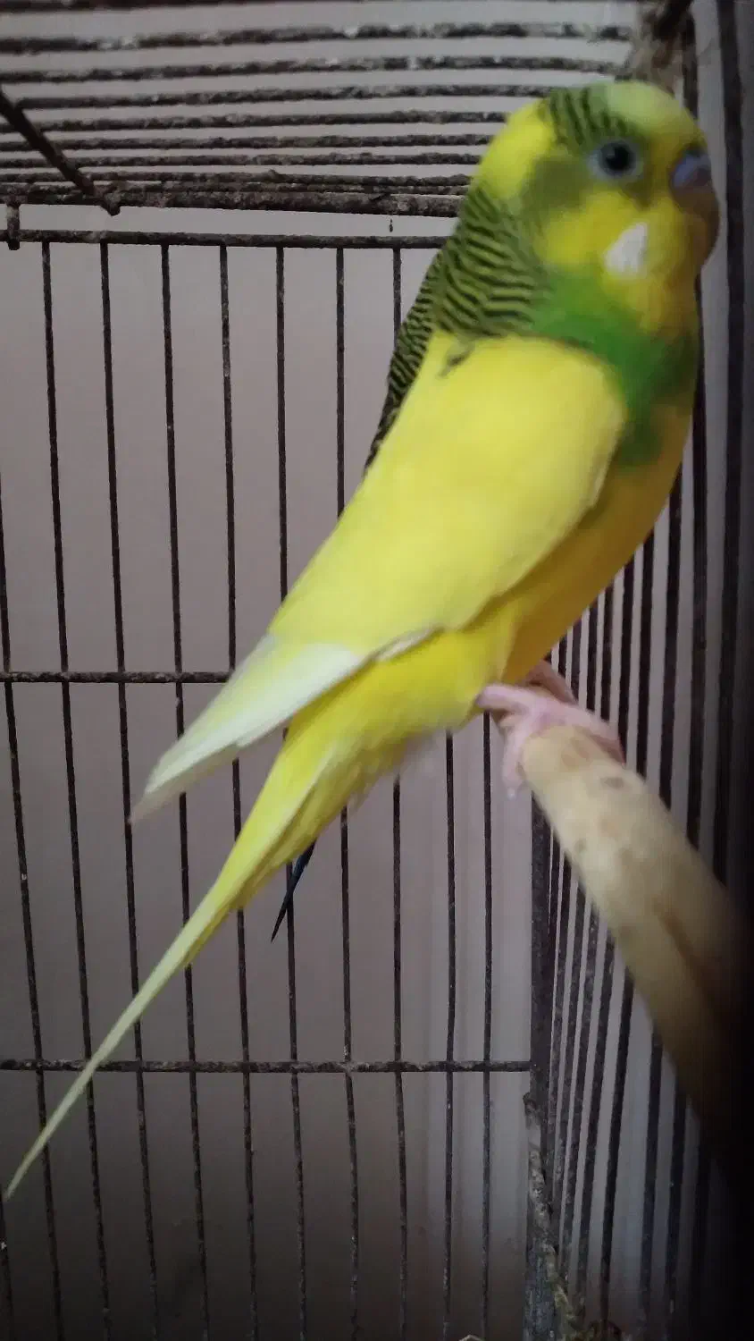 مرغ عشق|پرنده|اردبیل, |دیوار